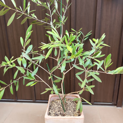再販♡オリーブの木　ネバディロブランコ　スクエア型テラコッタ鉢植え　苗 2枚目の画像