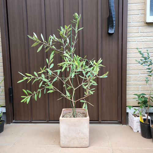 オリーブ ネバディロブランコ スクエア型テラコッタ鉢植え 苗 シンボル