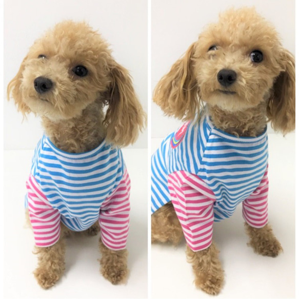 Tシャツ ボーダー トップス マリン ペット 夏 春 シャツ 犬服 猫 ペット P1 P2 P3 P101 P123 9枚目の画像