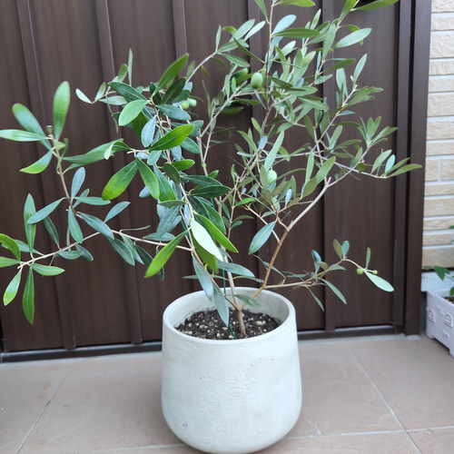 オリーブの木　ネバディロブランコ　テラコッタ鉢植え　苗　シンボルツリー