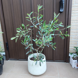 オリーブの木 ネバディロブランコ テラコッタ鉢植え 苗 シンボルツリー-