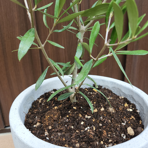 オリーブの木 エルグレコ スタイリッシュコンクリート鉢植え 苗 ...