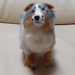 羊毛オーストラリアン シェパード 羊毛フェルト Kingこうた 通販