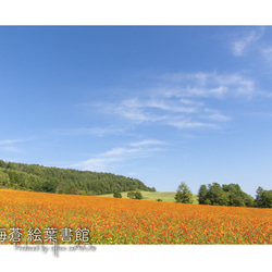 【ポスカ６枚セット】秋の北の大地① 1枚目の画像