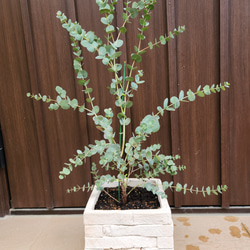 再販♡　ユーカリグニー　レンガ風石膏鉢植え　観葉植物　シンボルツリー 7枚目の画像