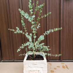 再販♡　ユーカリグニー　レンガ風石膏鉢植え　観葉植物　シンボルツリー 1枚目の画像
