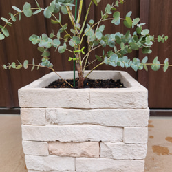 再販♡　ユーカリグニー　レンガ風石膏鉢植え　観葉植物　シンボルツリー 4枚目の画像