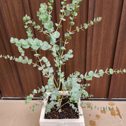 再販♡　ユーカリグニー　レンガ風石膏鉢植え　観葉植物　シンボルツリー 6枚目の画像