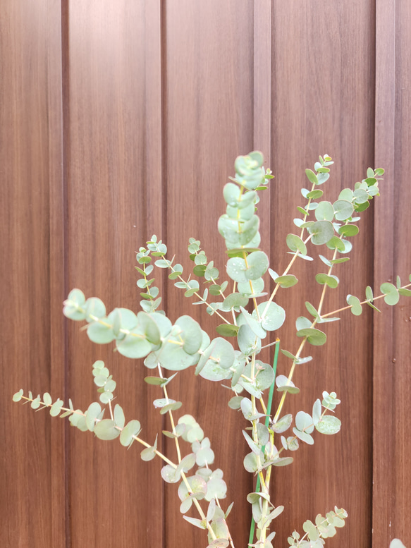 再販♡　ユーカリグニー　レンガ風石膏鉢植え　観葉植物　シンボルツリー 2枚目の画像