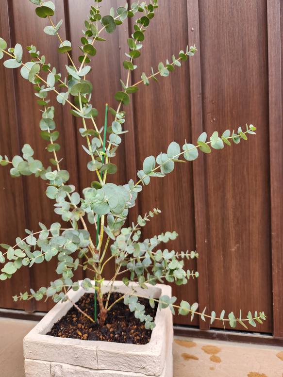 再販♡　ユーカリグニー　レンガ風石膏鉢植え　観葉植物　シンボルツリー 3枚目の画像