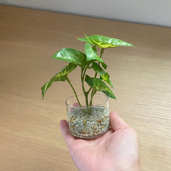 【再販】■本物そっくり枯れない観葉植物■ミニ　フェイクグリーン　葉　ショップインテリア　ディスプレイ　追加オーダーOK 3枚目の画像