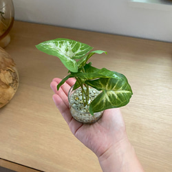 【再販】■本物そっくり枯れない観葉植物■ミニ　フェイクグリーン　葉　ショップインテリア　ディスプレイ　追加オーダーOK 4枚目の画像