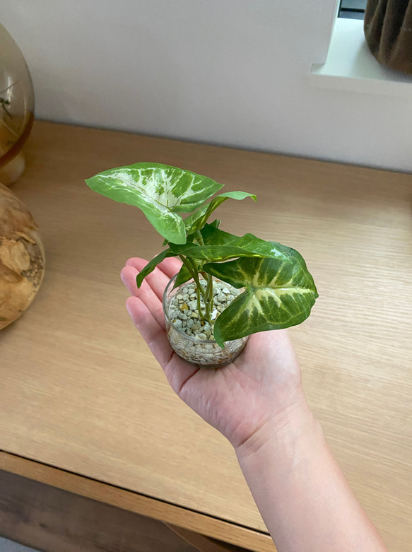 【再販】■本物そっくり枯れない観葉植物■ミニ　フェイクグリーン　葉　ショップインテリア　ディスプレイ　追加オーダーOK 4枚目の画像