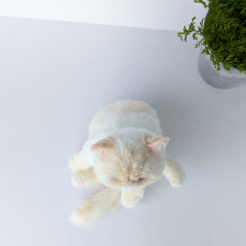 エキゾチックショートヘア 羊毛フェルト ぬいぐるみ 猫 置き物 送料