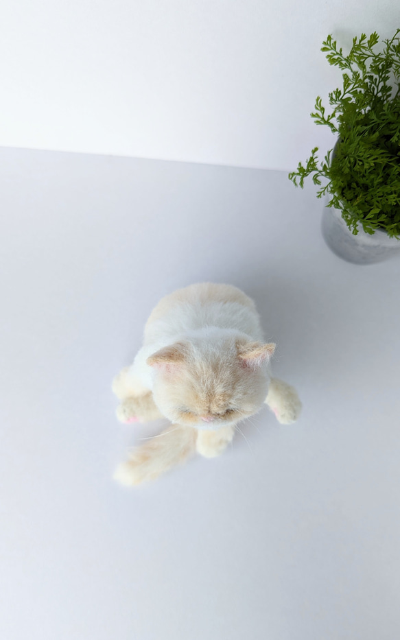 エキゾチックショートヘア　羊毛フェルト　ぬいぐるみ　猫　置き物　送料無料　猫の日2024 10枚目の画像