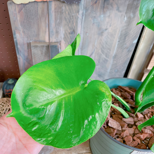 モンステラ 大きめの葉 濃い緑 大型 モンステラ 90cm】 葉の大きさ50cm 観葉植物 室内 大型