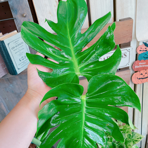 モンステラ 大きめの葉 濃い緑 モンステラ 大きめの葉 濃い緑 モンステラ 大きめの葉 濃い緑