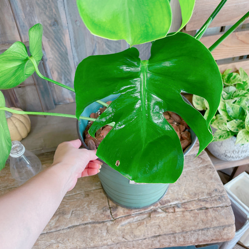 モンステラ 大きめの葉 濃い緑 モンステラ 大きめの葉 濃い緑