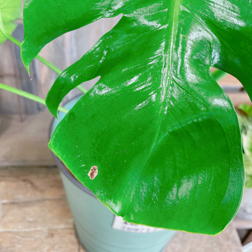 大特価！現品SALE♡【大きめ葉っぱモンステラ】カッコイイ観葉植物