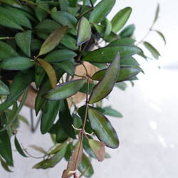 希少　レア品種　ホヤ　ロシータ　観葉植物　室内　吊り下げ　ハンギング　〈ポトス　ディスキディア  エスキナンサス〉 4枚目の画像