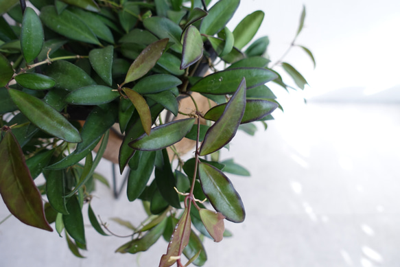 希少　レア品種　ホヤ　ロシータ　観葉植物　室内　吊り下げ　ハンギング　〈ポトス　ディスキディア  エスキナンサス〉 4枚目の画像