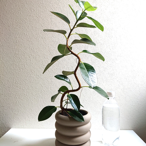 ○数量限定○新作○ 曲がり木 ※樹形厳選 ”フィカスルビギノーサ