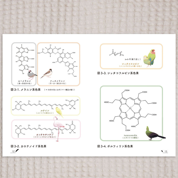 大人の科学絵本『文鳥の羽色で学ぶゆる遺伝学』 4枚目の画像