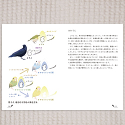 大人の科学絵本『文鳥の羽色で学ぶゆる遺伝学』 5枚目の画像