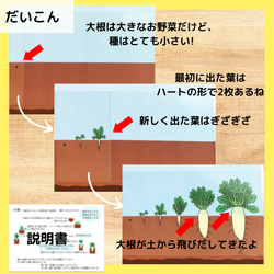 土の中のおやさいクイズ　さつまいも　かぶ　にんじん　大根　保育教材　食育 7枚目の画像