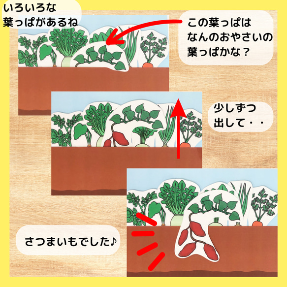 土の中のおやさいクイズ　さつまいも　かぶ　にんじん　大根　保育教材　食育 3枚目の画像