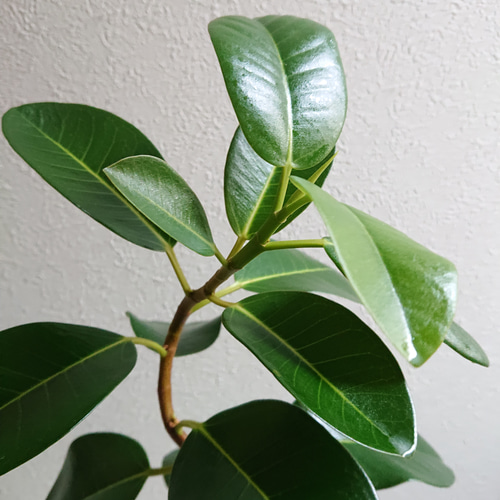 ○数量限定○新作○曲がり ※樹形厳選 ”フィカスルビギノーサ フランス