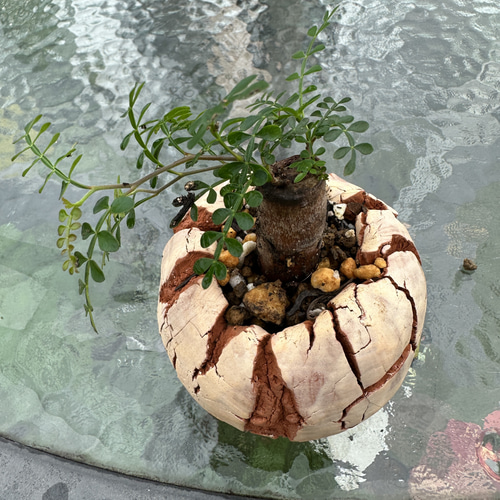 オペルクリカリア(Operculicarya)実生　コノハ植木鉢セット