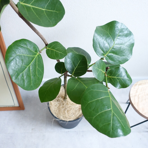 アートのような観葉植物 シーグレープ ハマベブドウ 丸い葉っぱ 観葉