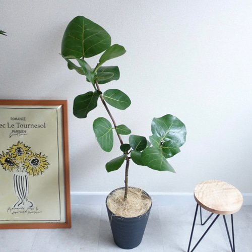 アートのような観葉植物 シーグレープ ハマベブドウ 丸い葉っぱ 観葉