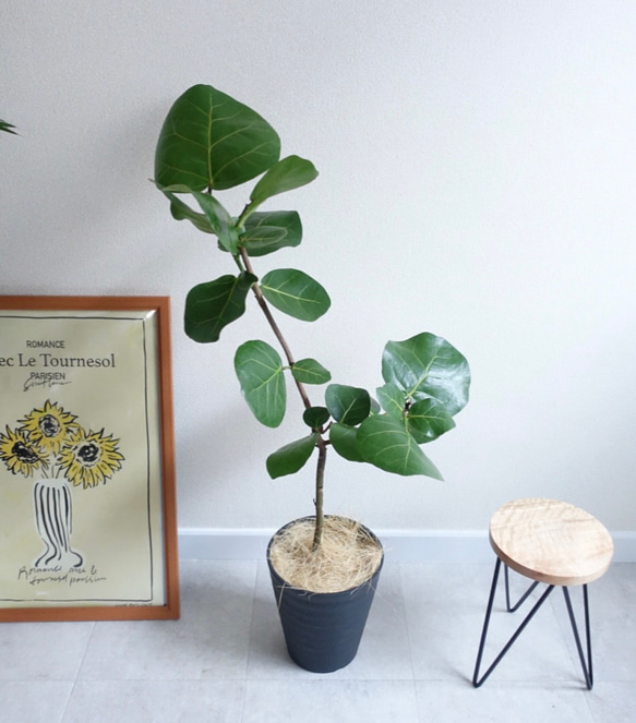 アートのような観葉植物　シーグレープ　ハマベブドウ　丸い葉っぱ　観葉植物　室内