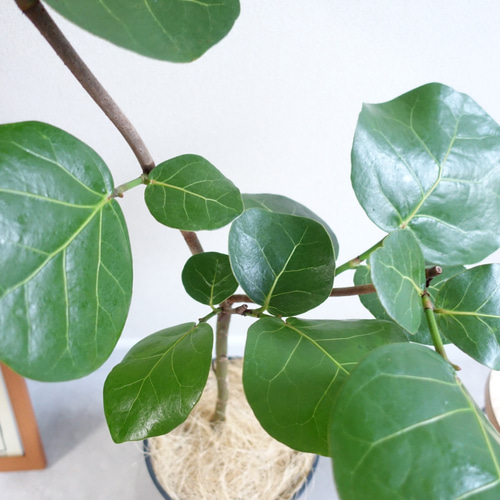 アートのような観葉植物 シーグレープ ハマベブドウ 丸い葉っぱ 観葉
