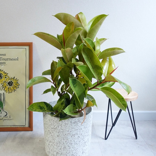 レア品種 フィカス ジン 斑入り 観葉植物 室内 - 植物/観葉植物