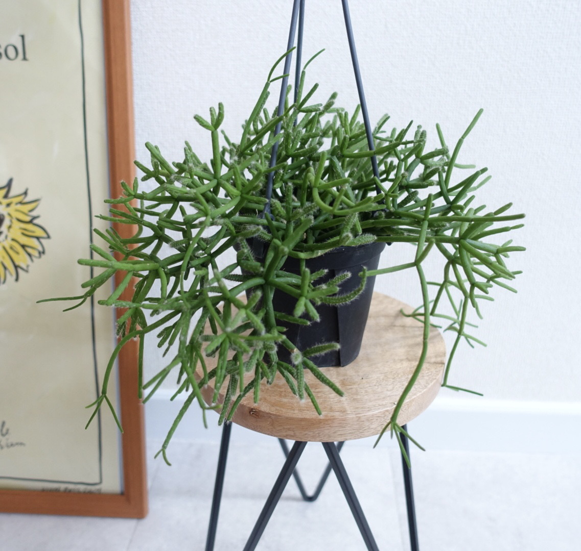 リプサリス コラロイディス 根付き抜き苗 5苗 多肉植物 人気 