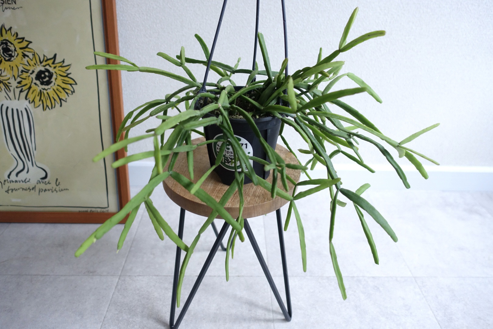 猫じゃらし サボテン リプサリス ホリダ 観葉植物 吊り下げ calm