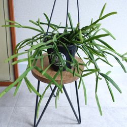 希少　大型　シェフレラ　マルコ　8号　丸い葉っぱ　　レア品種　観葉植物　　670 希少 シェフレラ マルコ 丸い葉っぱ レア品種 観葉植物 〈フィカス