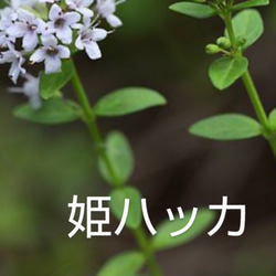 サマーポインセチア♡約8〜15苗 送料無料 多肉植物 黄色いスコップ