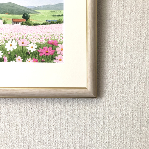 秋桜　水彩画　原画