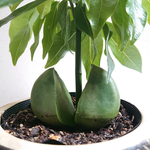 ○数量限定○新作○ ジャックと豆の木 ”カスタノスペルマム coco