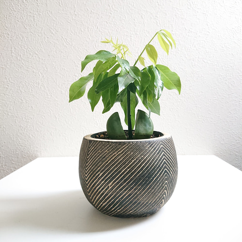 ア*ム様 植木鉢　詰め合わせ ○数量限定○新作○ ジャックと豆の木 ”カスタノスペルマム coco鉢