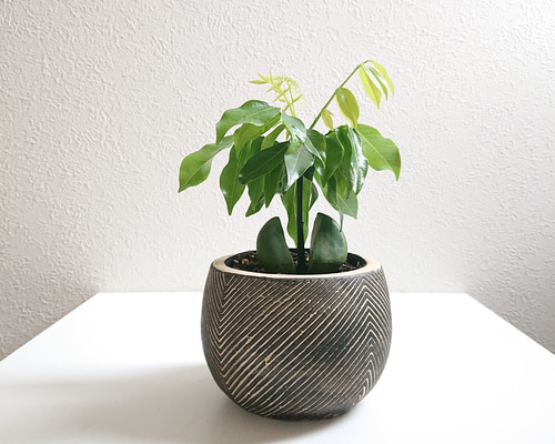 その他観葉植物 CoCo ○数量限定○新作○ ジャックと豆の木 ”カスタノスペルマム coco