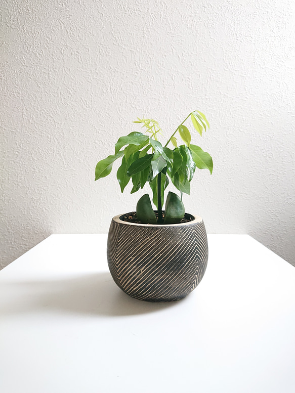 その他観葉植物 CoCo CoCo（観葉植物）＋スタンド＋水やりボトル 3種セット - 和紙糸