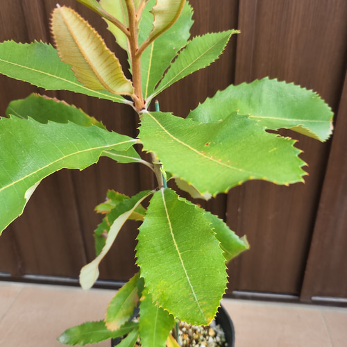 スワンプバンクシア ルブル 鉢植え オージープランツ ネイティブ 