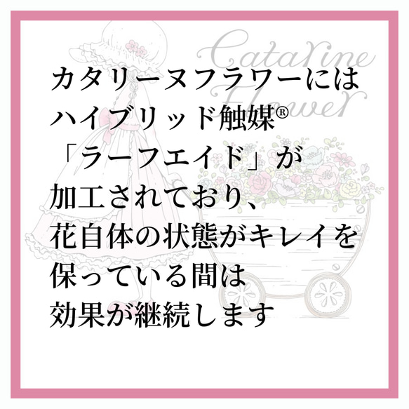 花のドレスを着た人形ポーリンベル　カタリーヌフラワー抗菌消臭抗ウイルス効果の花　 12枚目の画像