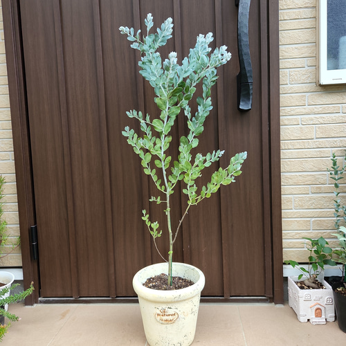 可愛い♡パールアカシア　テラコッタ鉢植え　苗　オージープランツ