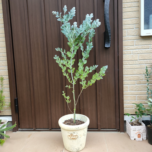 大きめ♪パールアカシア　テラコッタ鉢植え　苗木　シンボルツリー